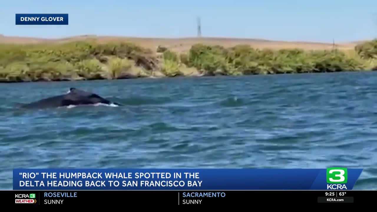 Humpback whale 'Rio' is headed west in the Delta toward San Francisco Bay — WISN 12 Milwaukee, Carrington Community news